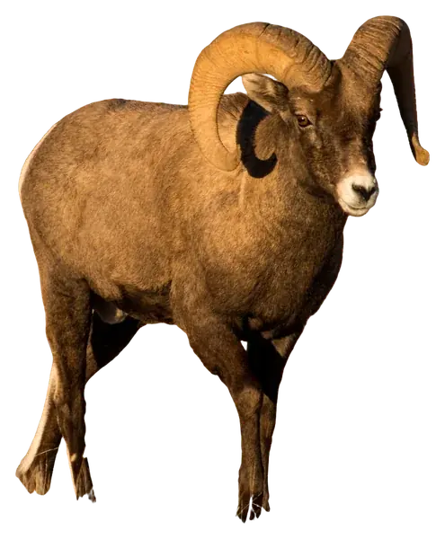 The Ram, the figure of Aries