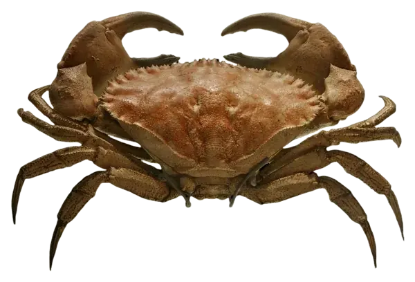 The Crab, the figure of Cancer