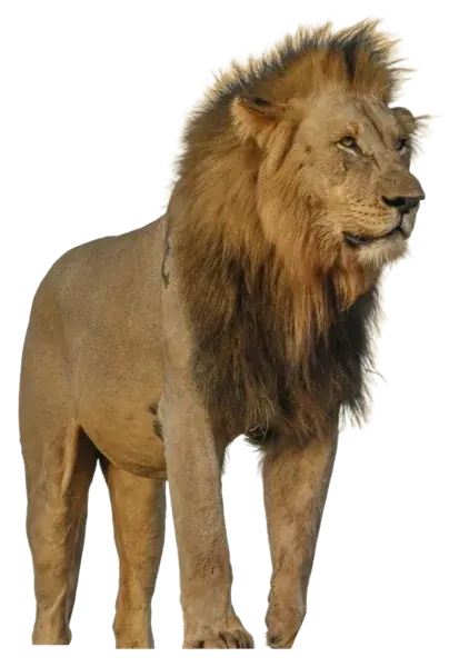 The Lion, the figure of Leo