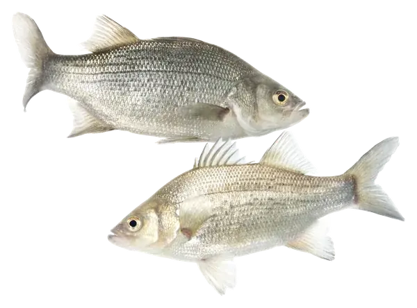 The Fish, the figure of Pisces