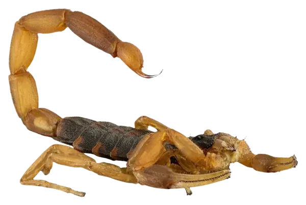 The Scorpion, the figure of Scorpio