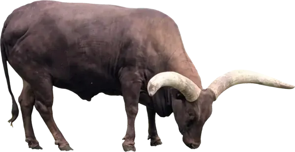 The Bull, the figure of Taurus