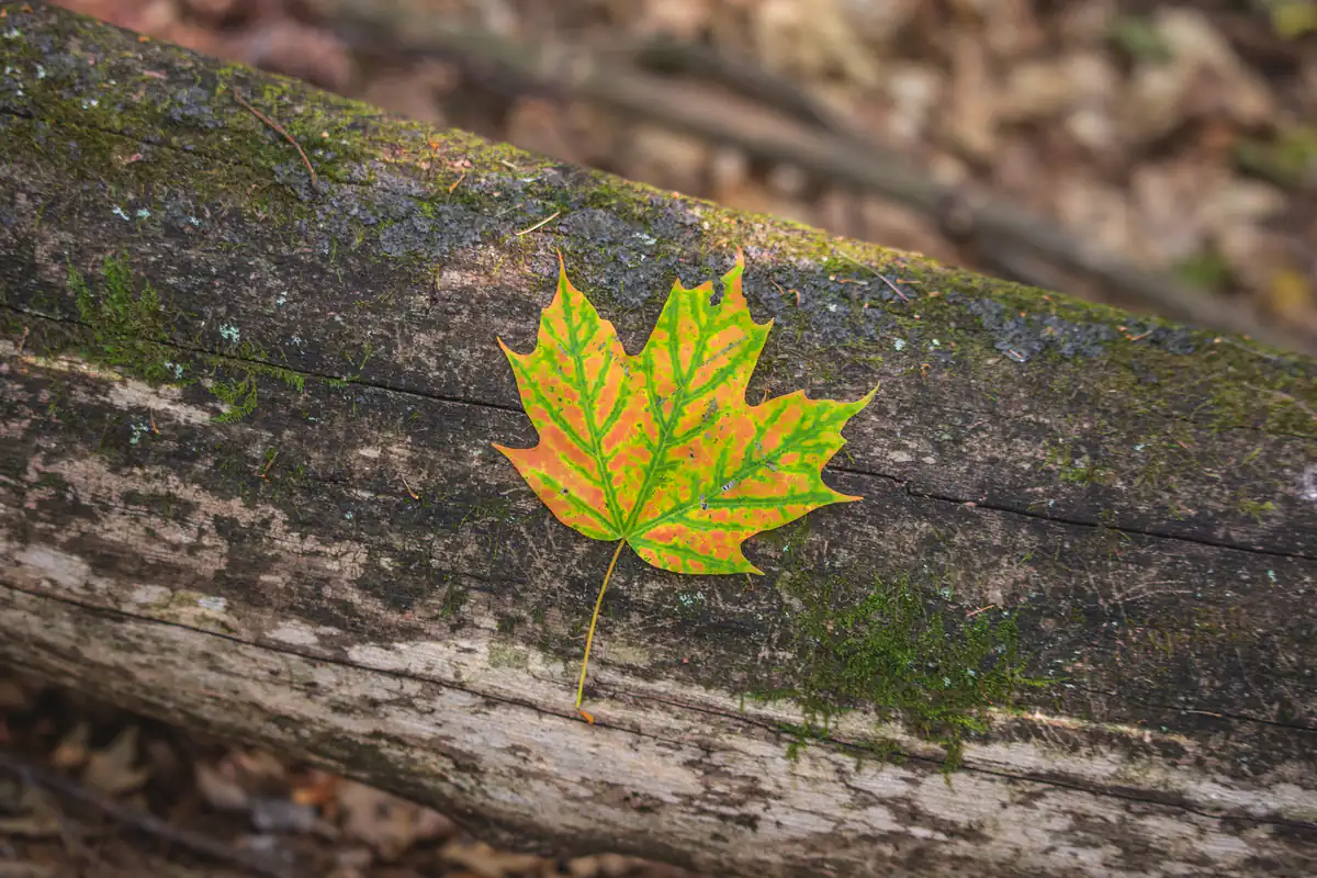 Cardinal, Fixed, and Mutable Signs: The Three Modalities That Drive Your Chart