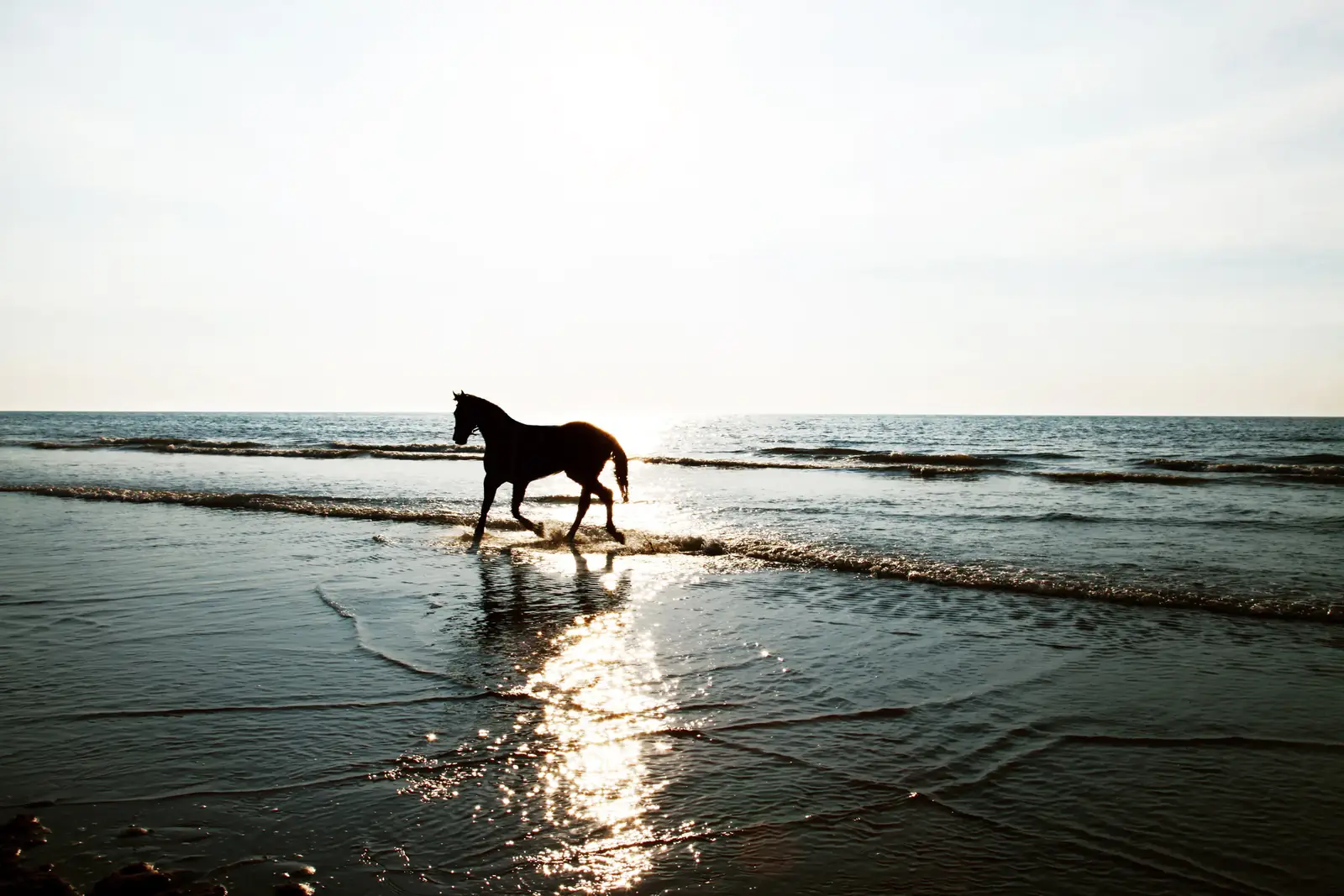 A horse cantering through shallow surf into the light