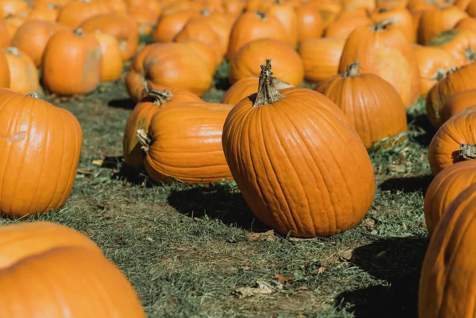 Rows of pumpkins scattered across a field