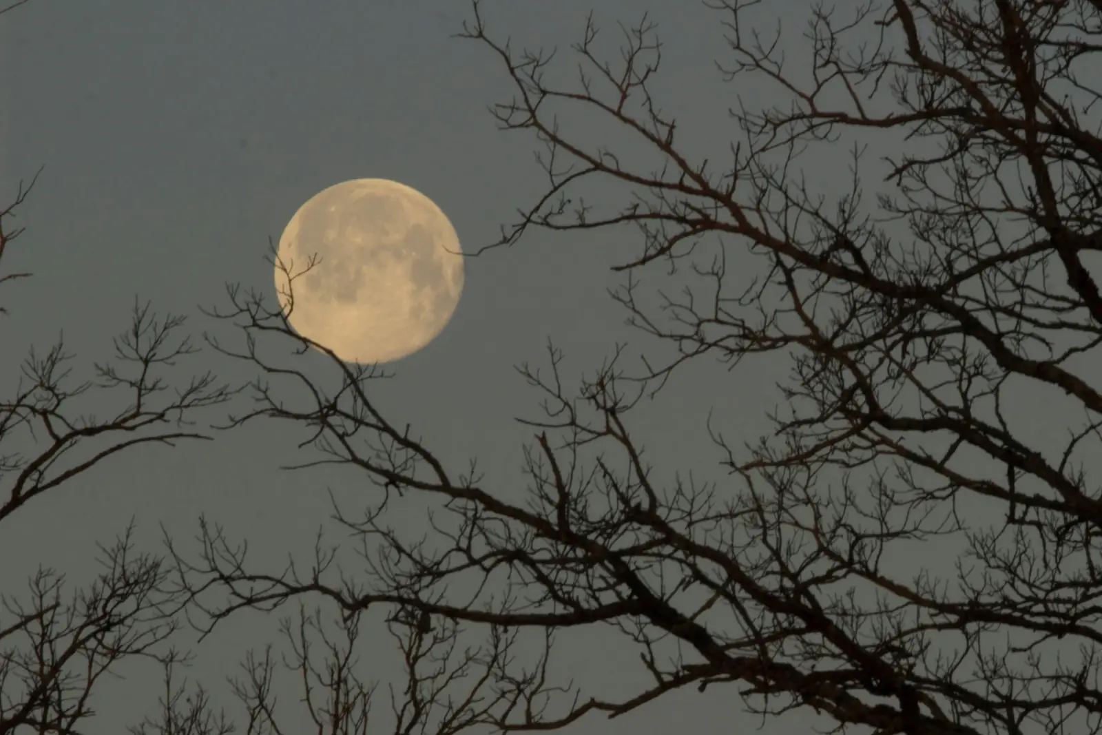 A full Moon caught in the bare branches of a tree at dusk