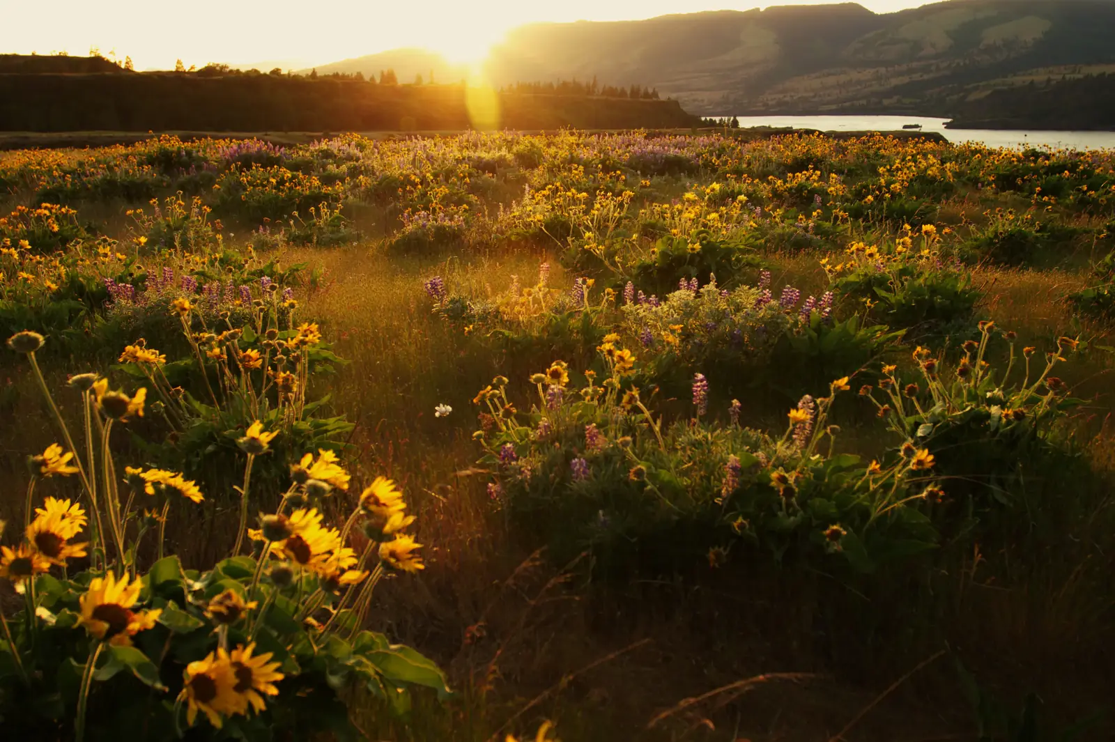 A golden-hour meadow of yellow wildflowers with the sun low