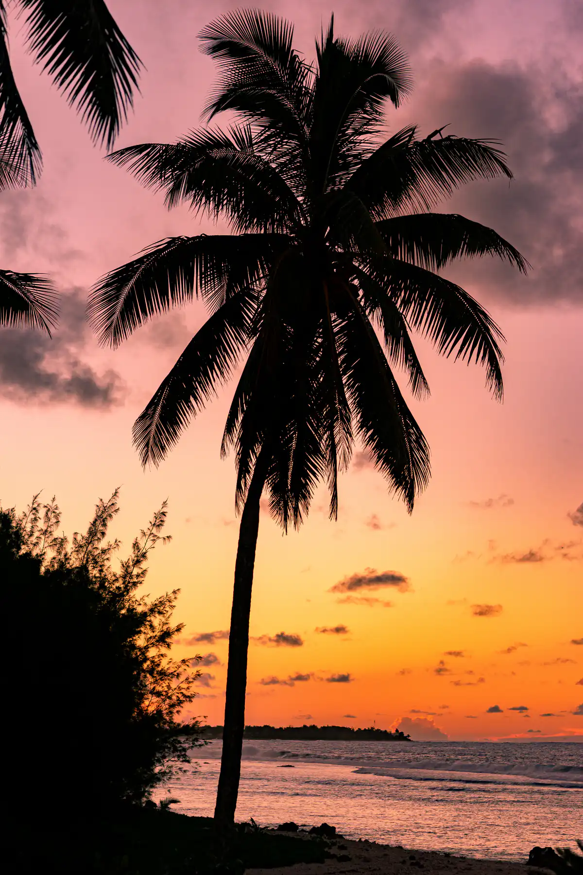 A palm tree against a pink and orange sunset