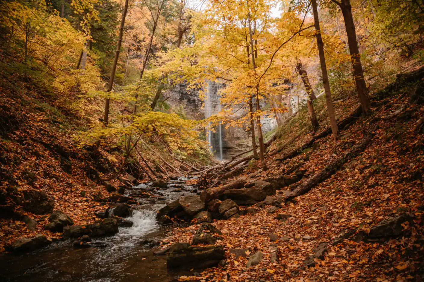 Autumn trees glowing above a forest stream