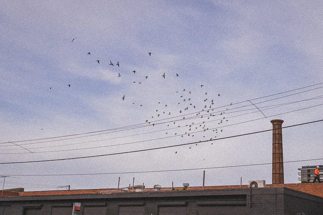 A flock of birds over power lines in a pale evening sky