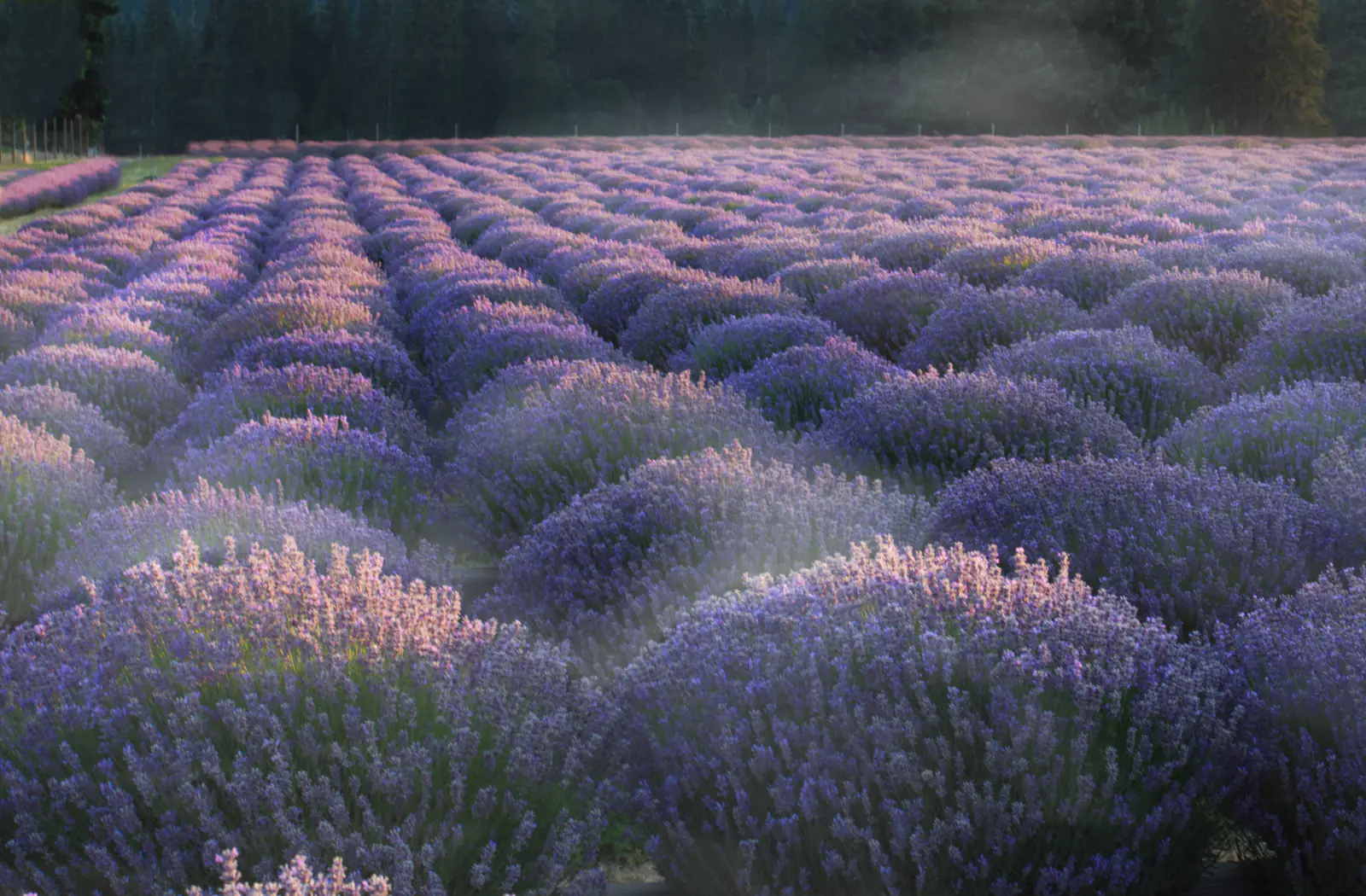 Rows of lavender in soft morning mist