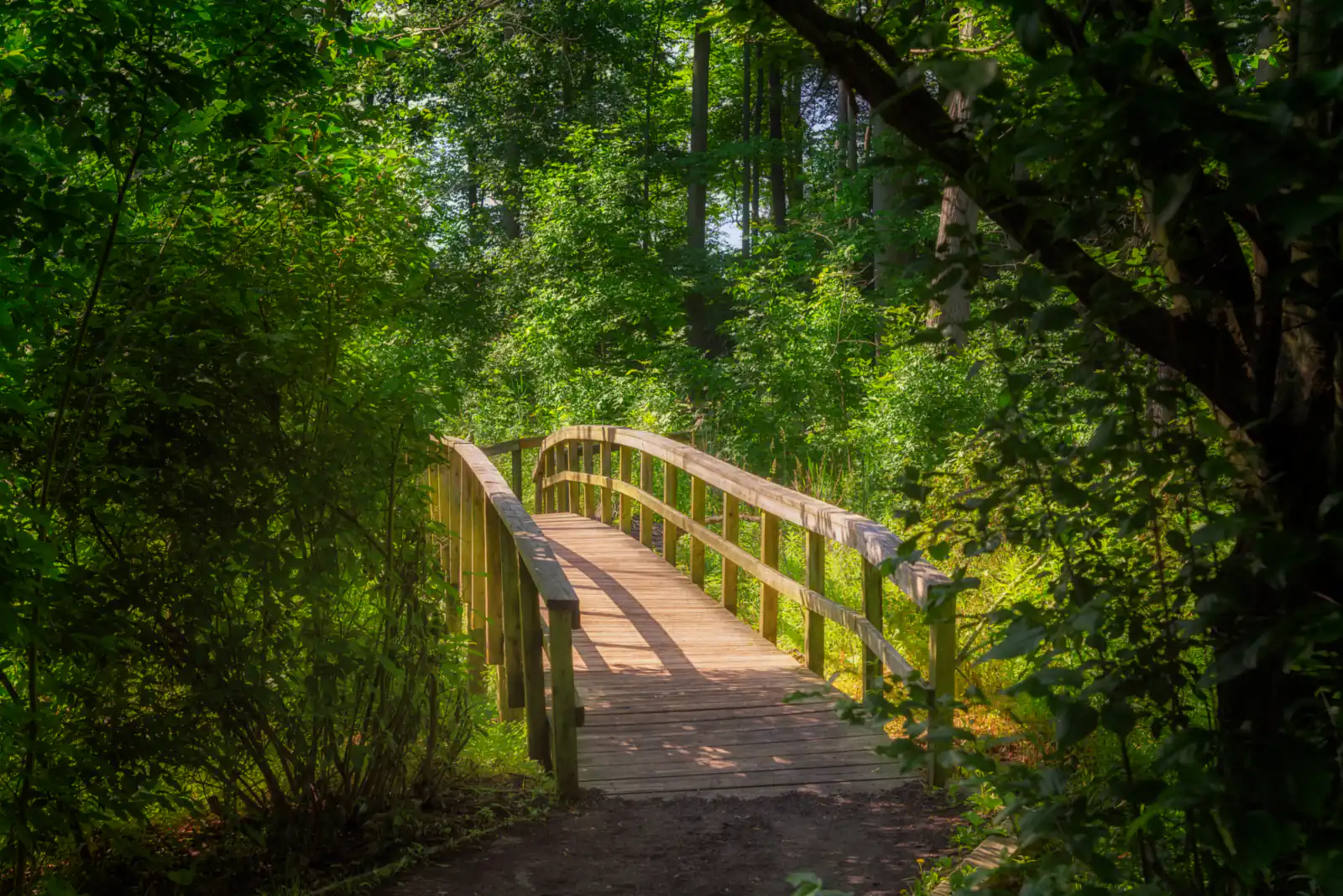 A sunlit wooden footbridge on a green forest trail