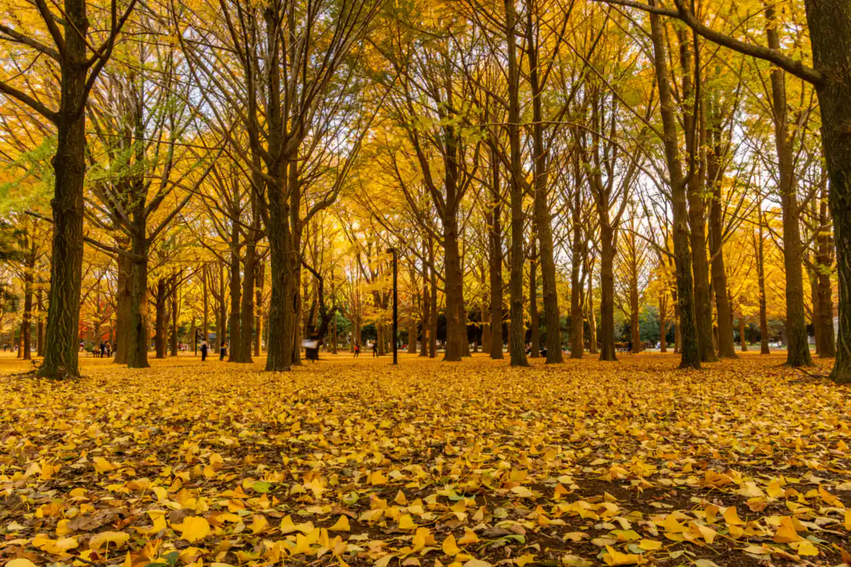 A golden forest carpeted with yellow leaves