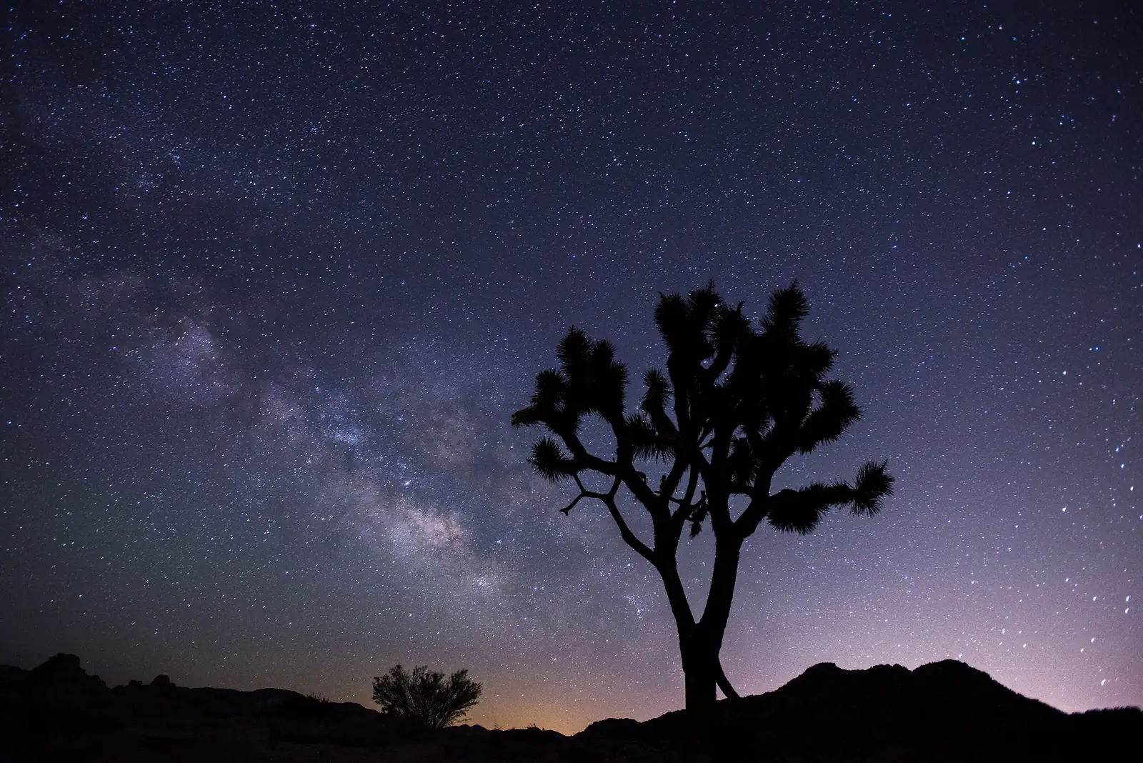 A lone Joshua tree against the Milky Way and violet horizon glow