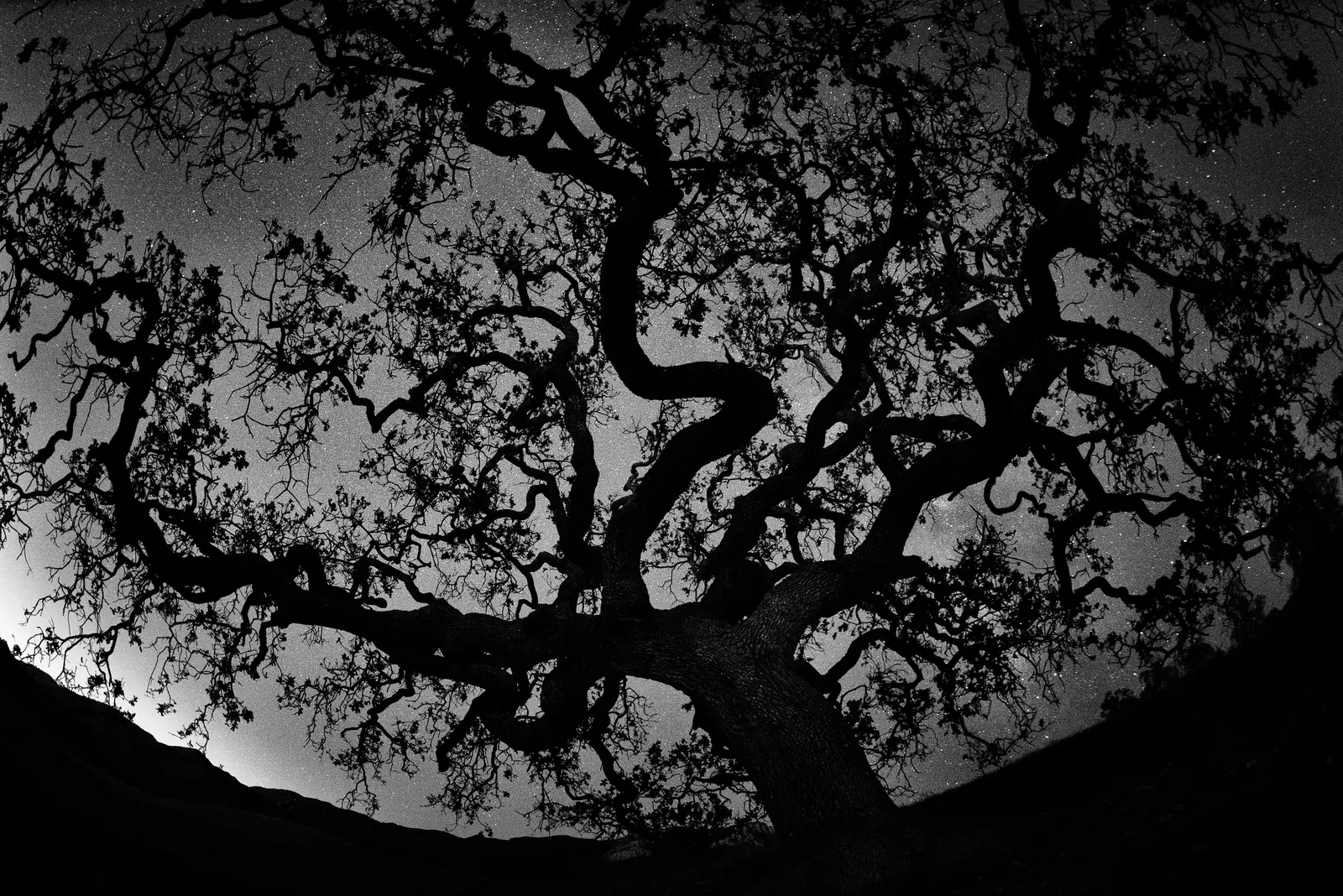 The twisting branches of an old oak against a starry sky