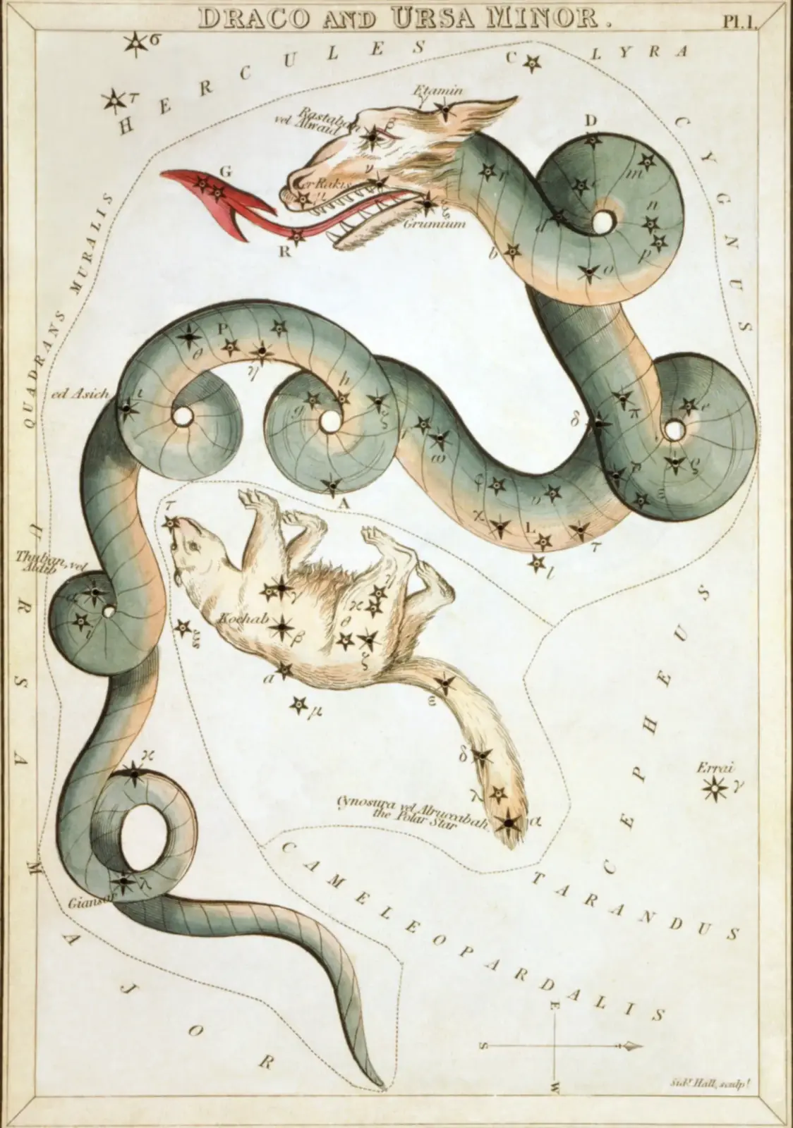 Hand-coloured 1824 star-chart card of Draco and Ursa Minor from Urania's Mirror, drawn as a coiling dragon around the little bear
