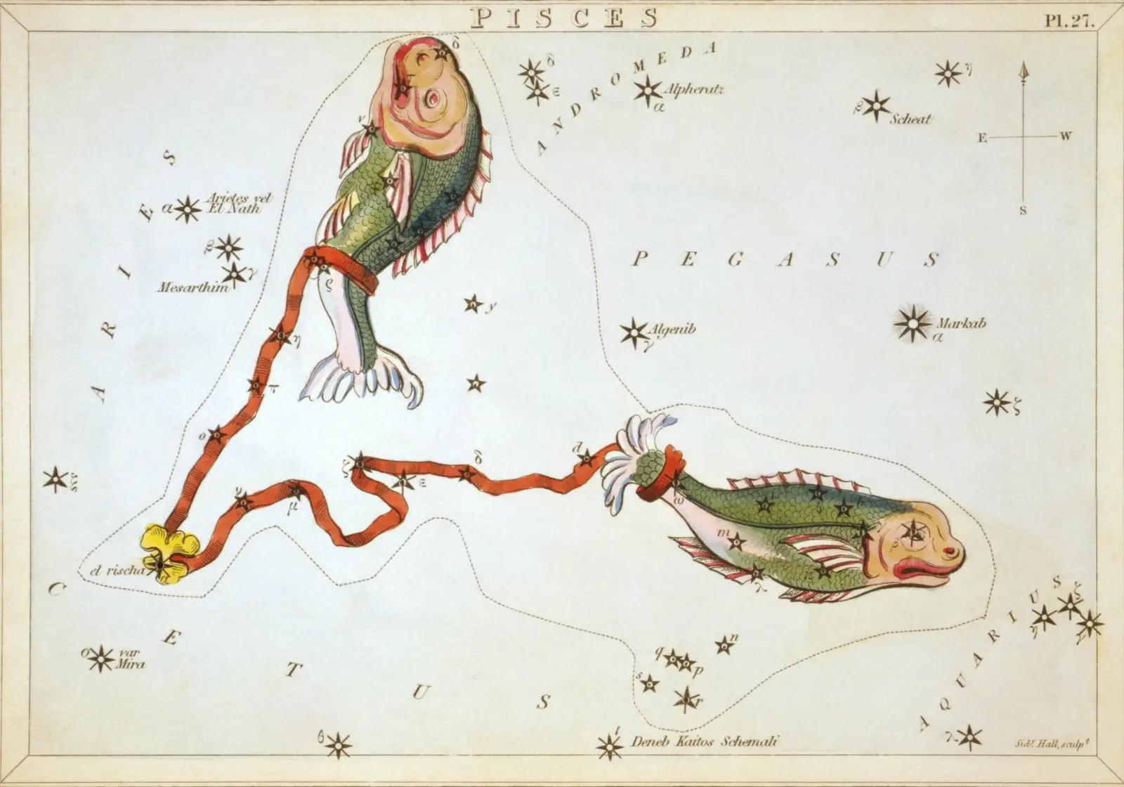 Hand-coloured 1824 star-chart card of Pisces from Urania's Mirror, the constellation drawn as two fish joined by a ribbon with its stars pierced through the card