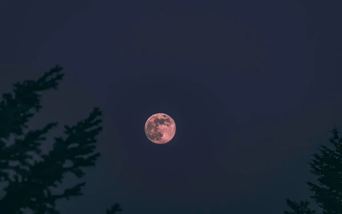 A rose-tinted full Moon in a deep navy sky, framed by dark evergreen branches