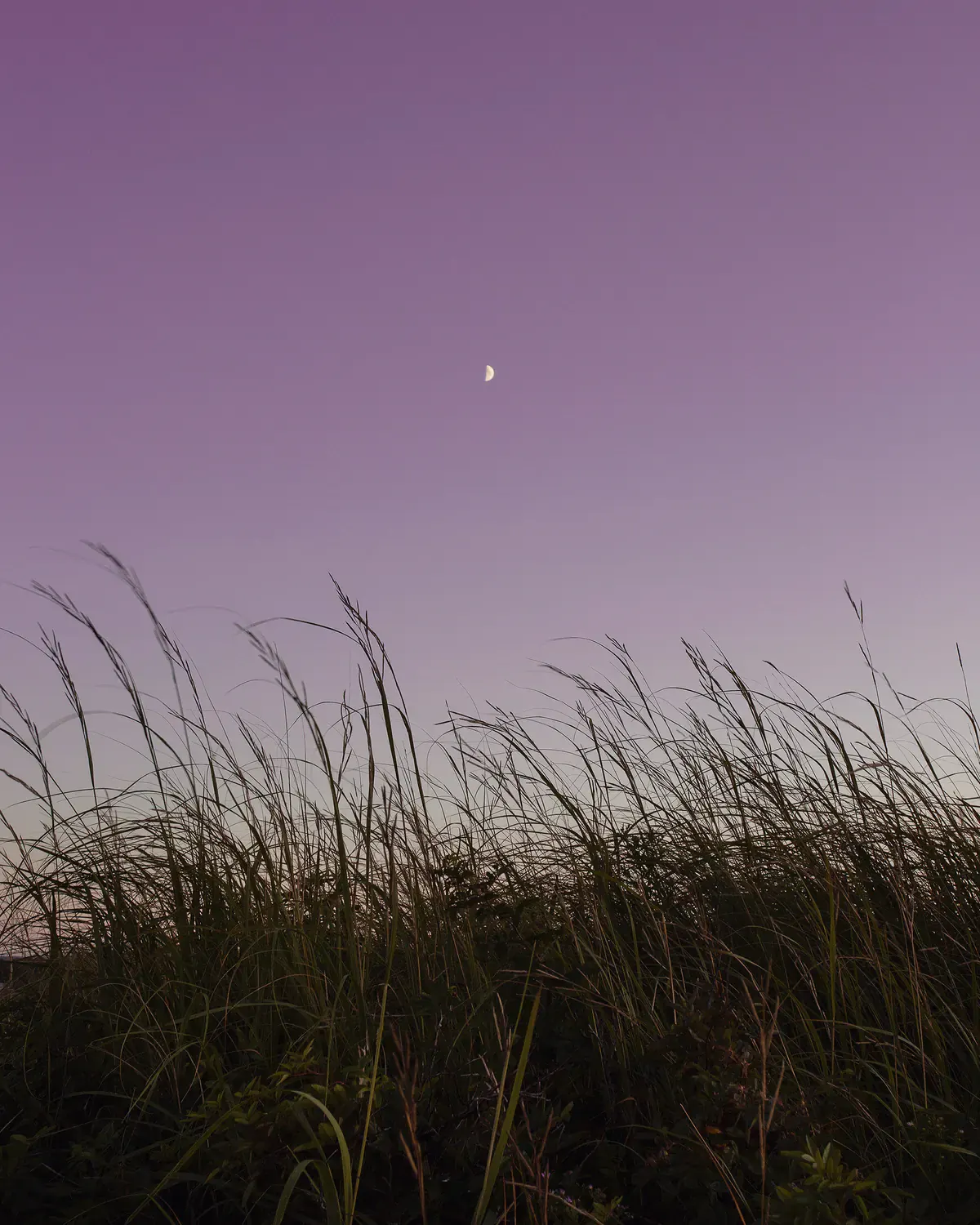Dune grass under a violet dusk sky
