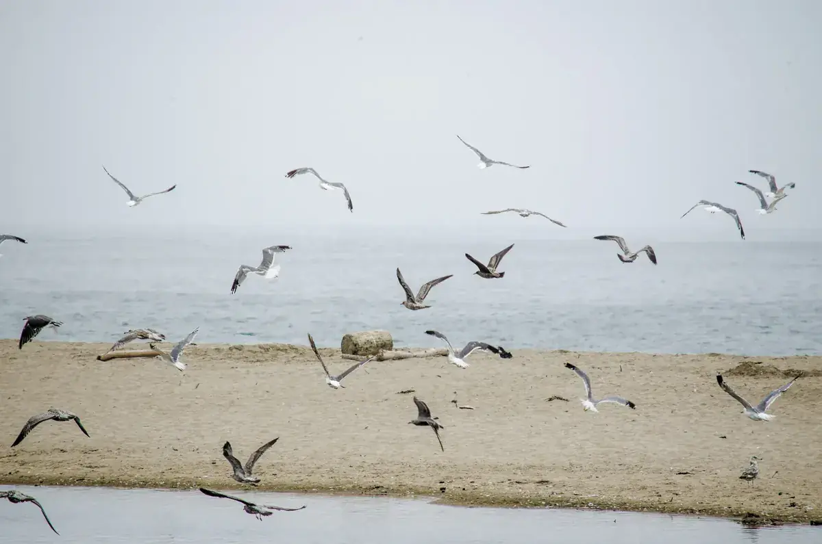 Gulls lift off a pale beach at the edge of a misty sea (Gemini and Cancer compatibility)