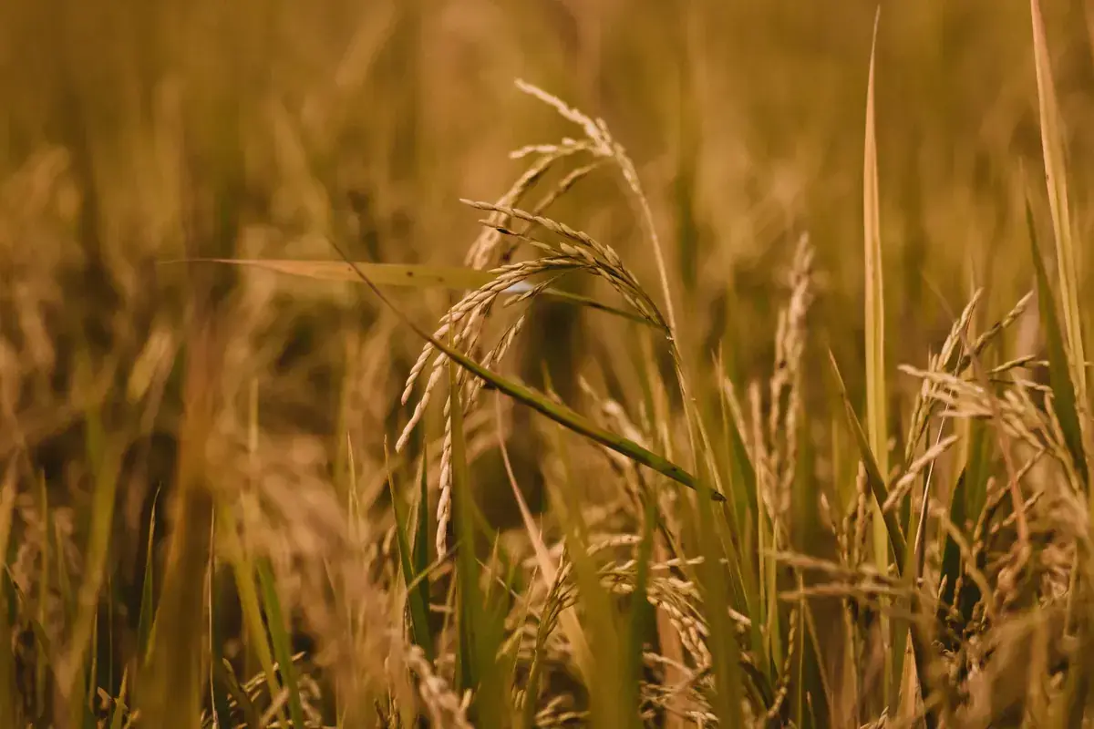 Close-up of golden ears of wheat ready for harvest (Taurus and Virgo compatibility)