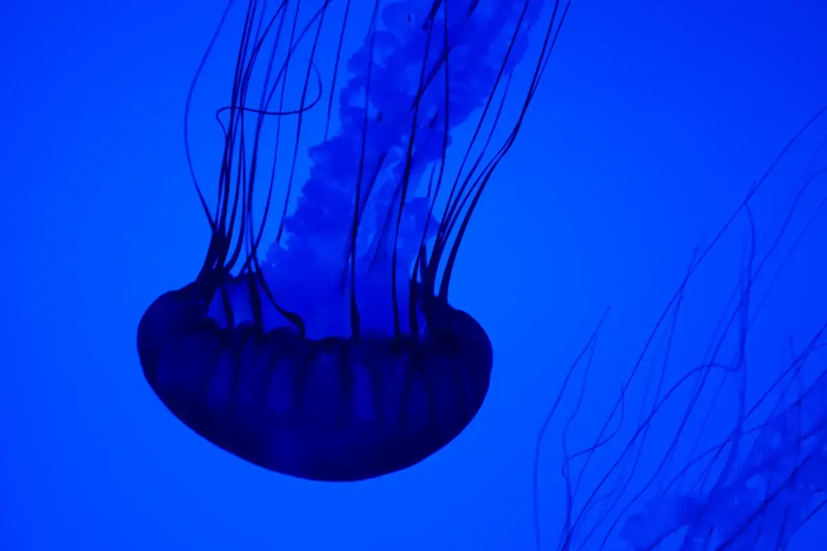 A blue jellyfish drifts with trailing tentacles through deep blue water (Scorpio with Scorpio compatibility)