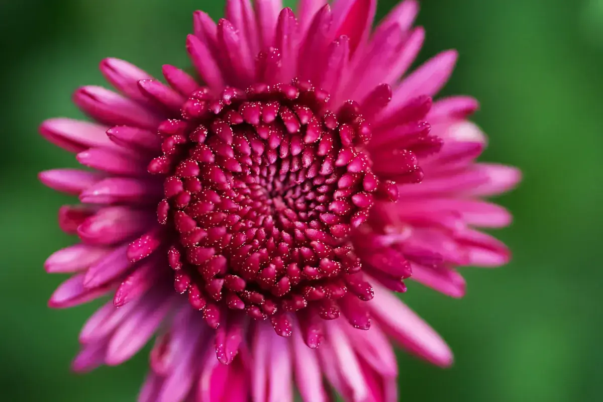 Close-up of a magenta dahlia in full bloom against green leaves (Taurus and Libra compatibility)