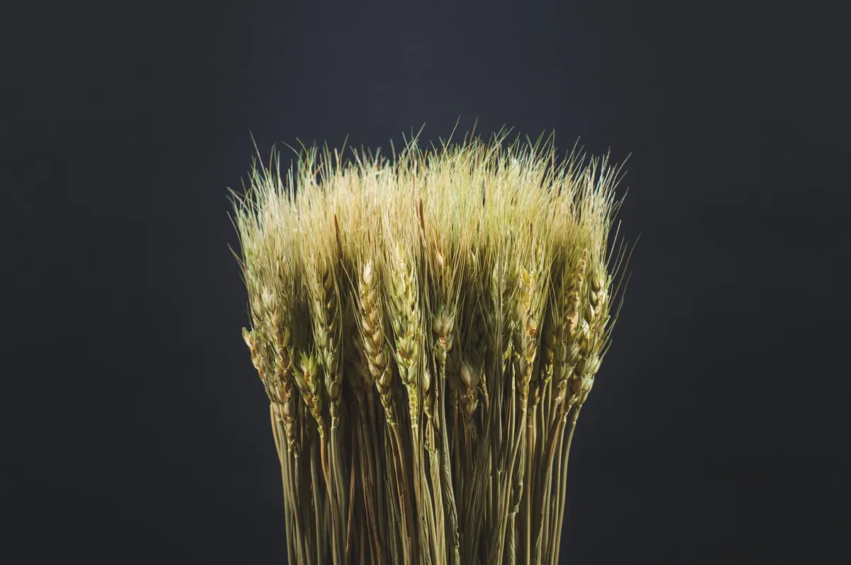 A neat bundle of dried wheat stems stands against a black background (Virgo with Virgo compatibility)