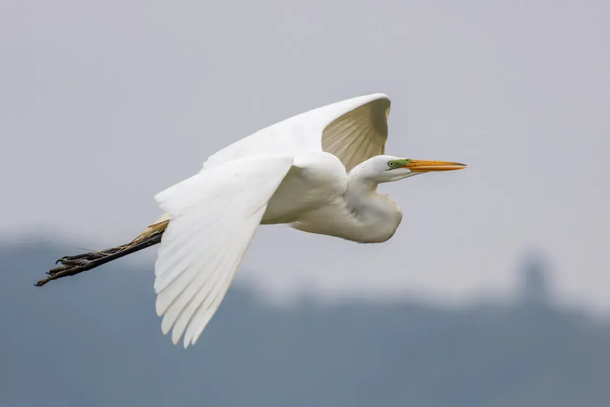 A white egret glides past with its wings fully spread (Libra and Aquarius compatibility)