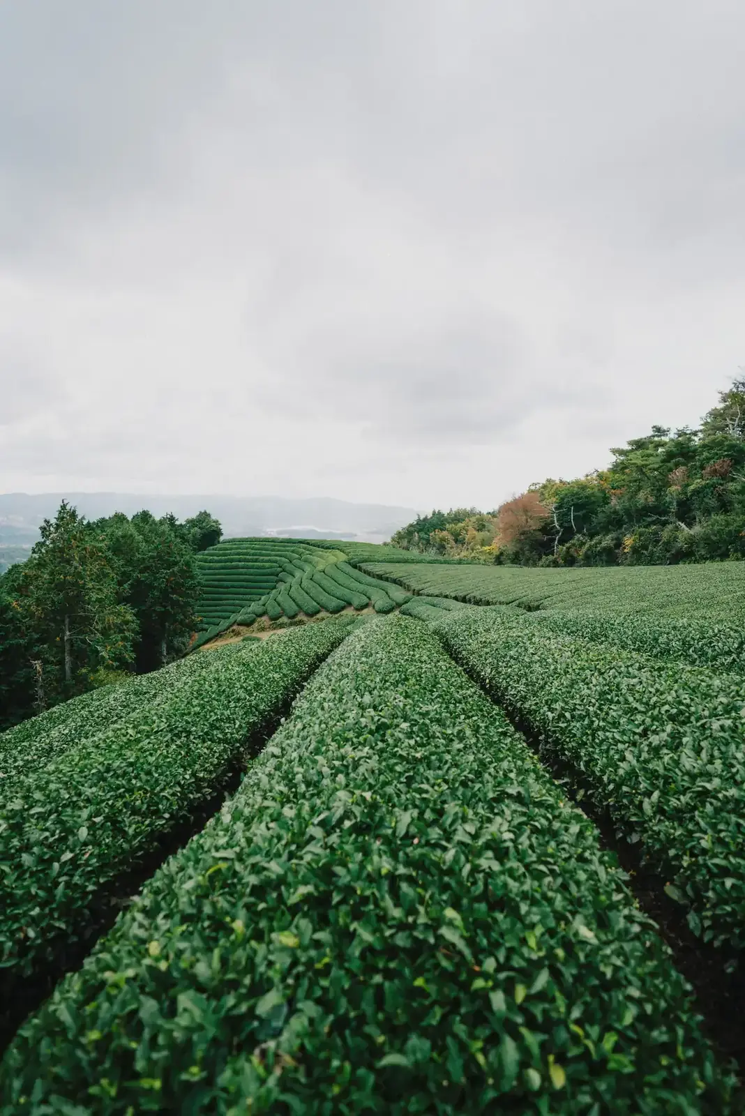 Neat rows of green crops run up a gentle hill under a pale sky (Taurus with Taurus compatibility)