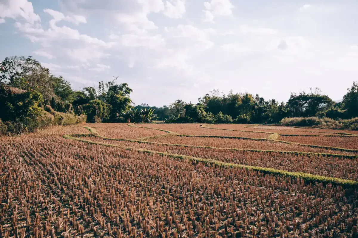 Freshly ploughed furrows run across a farm field toward a tree line (Virgo and Capricorn compatibility)