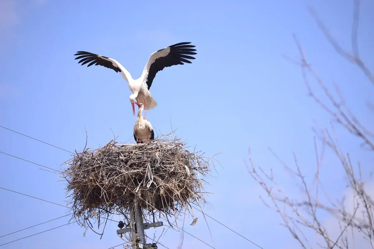 A white stork spreads its wings above its nest on top of a pole (Cancer and Aquarius compatibility)
