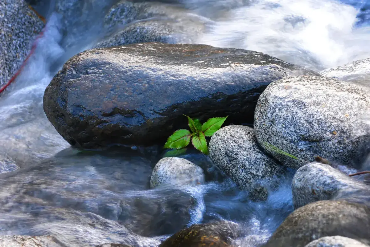 Clear water rushes around smooth river stones where a green sprout is growing (Taurus and Pisces compatibility)