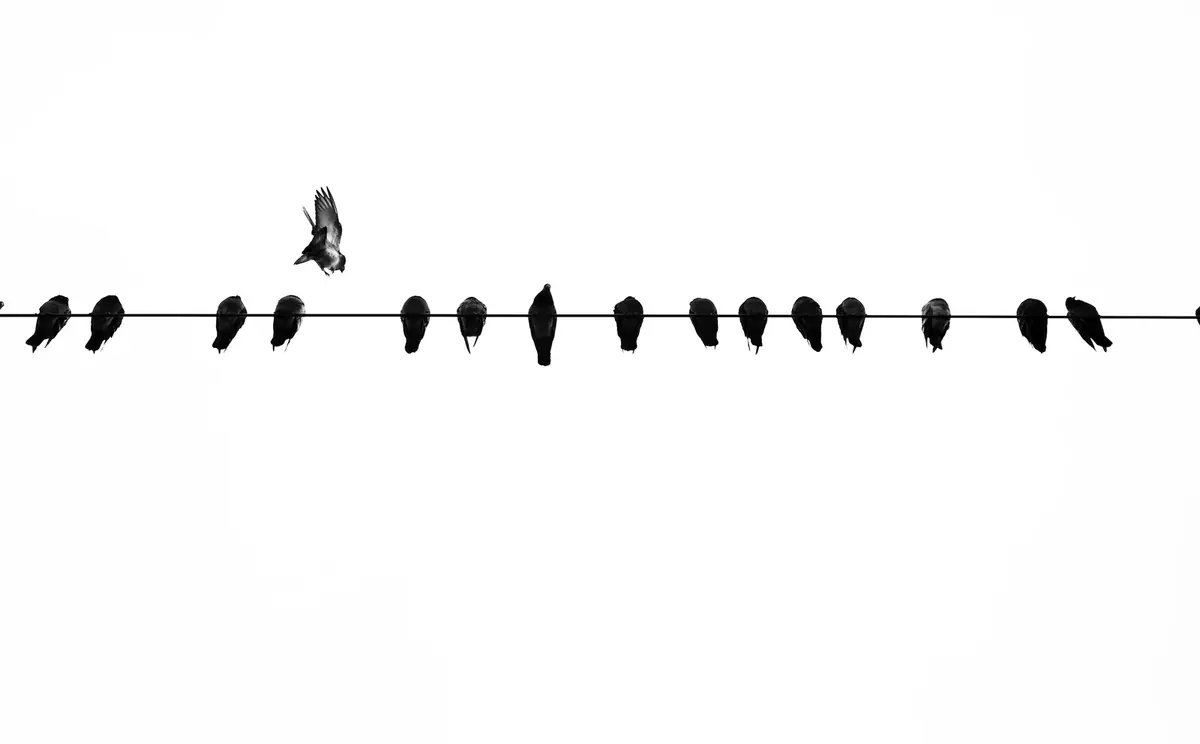 A long row of birds sits evenly spaced along a single wire against a white sky (Gemini and Virgo compatibility)