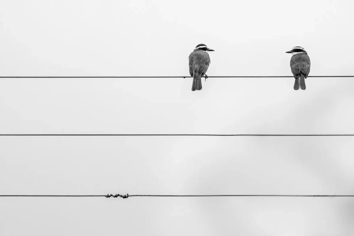 Two small birds perched on a wire, turned toward each other (Gemini with Gemini compatibility)