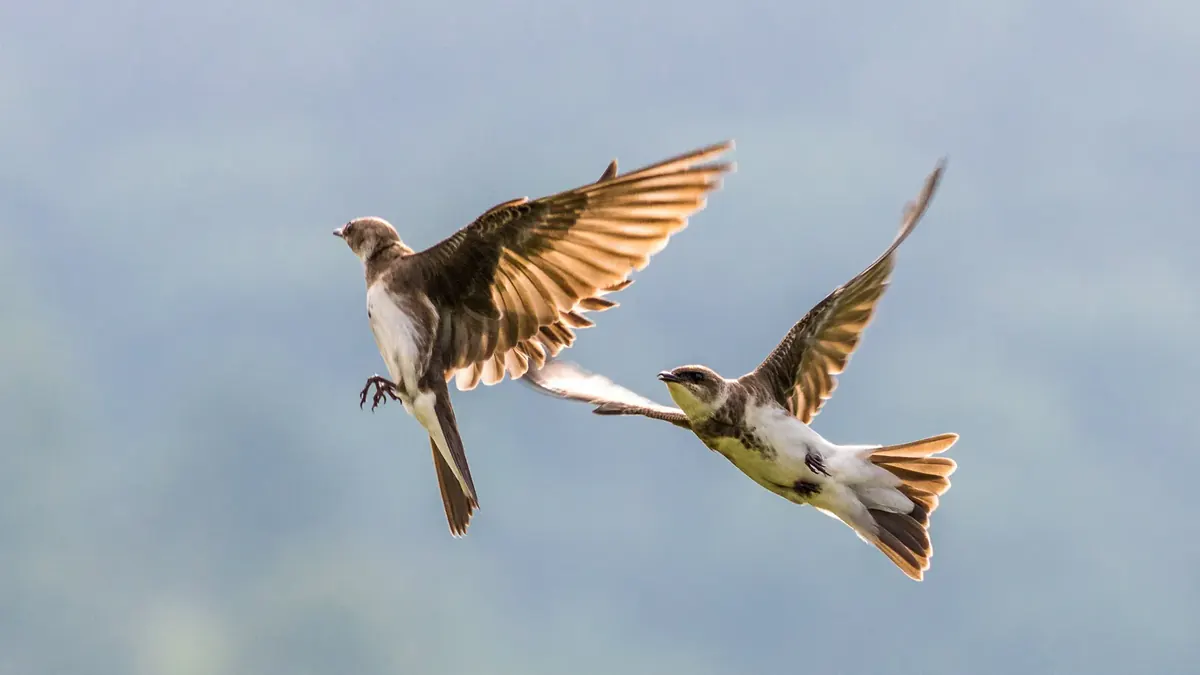 Two birds meet in mid-air with wings spread against a soft blue sky (Gemini and Libra compatibility)
