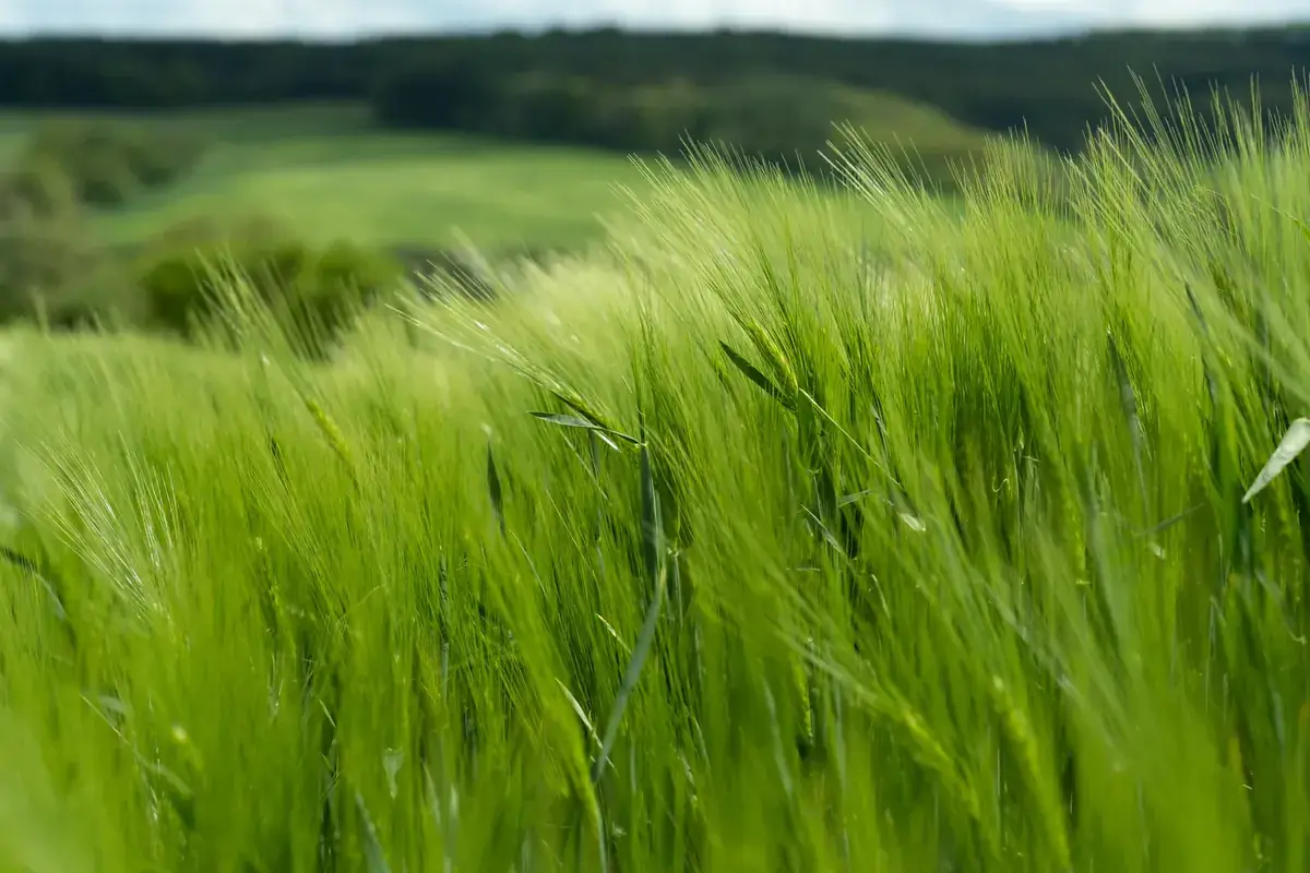 A field of green wheat bends in the wind beneath rolling hills (Taurus and Gemini compatibility)