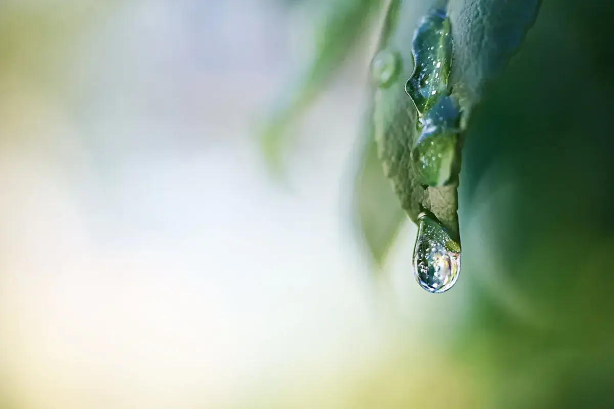A single drop of water clings to the tip of a green leaf (Virgo and Scorpio compatibility)