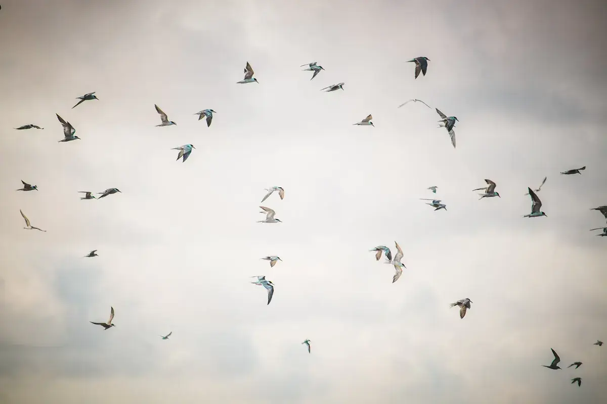 A loose flock of birds scatters across a pale, open sky (Gemini and Aquarius compatibility)