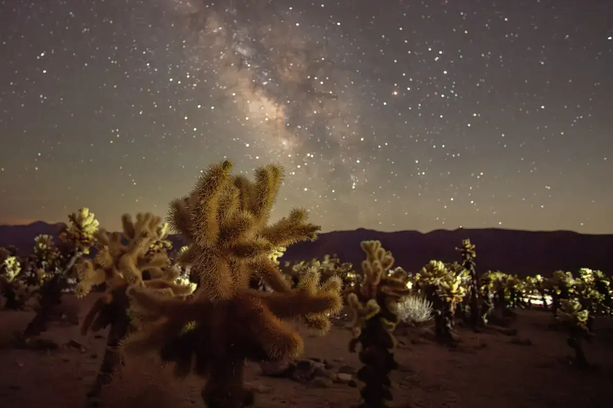 The Milky Way over a garden of glowing cholla cactus