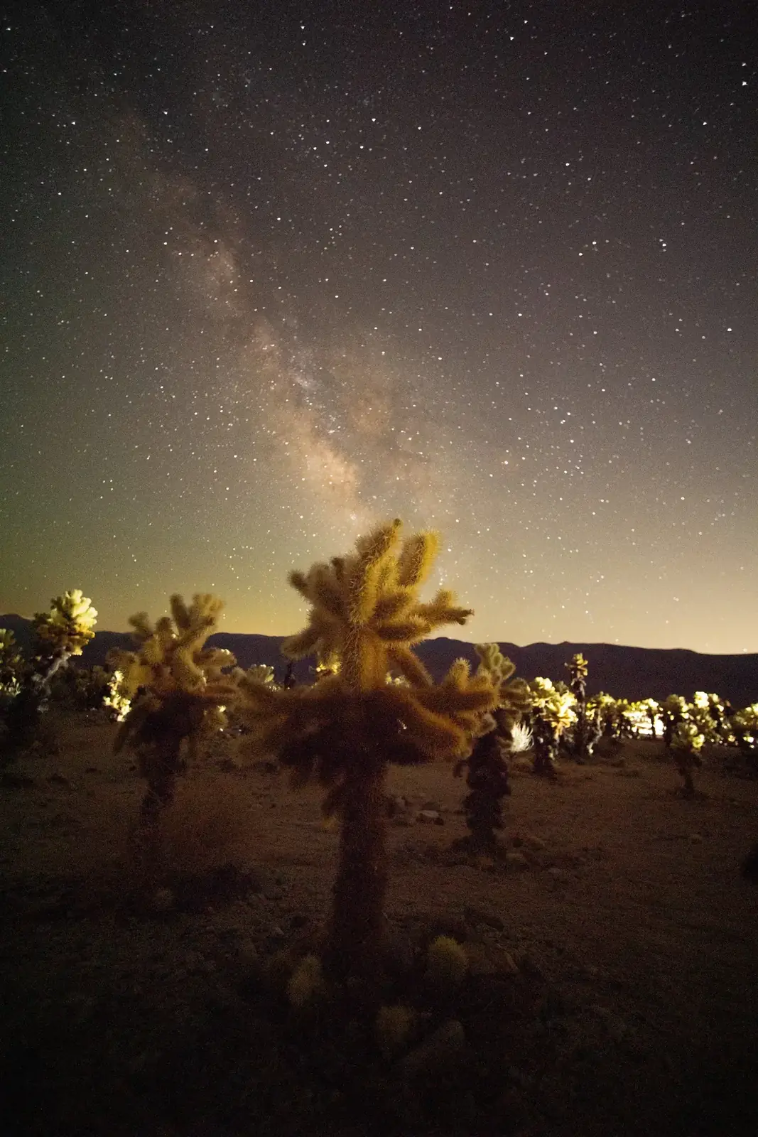 A cholla cactus glowing beneath the Milky Way