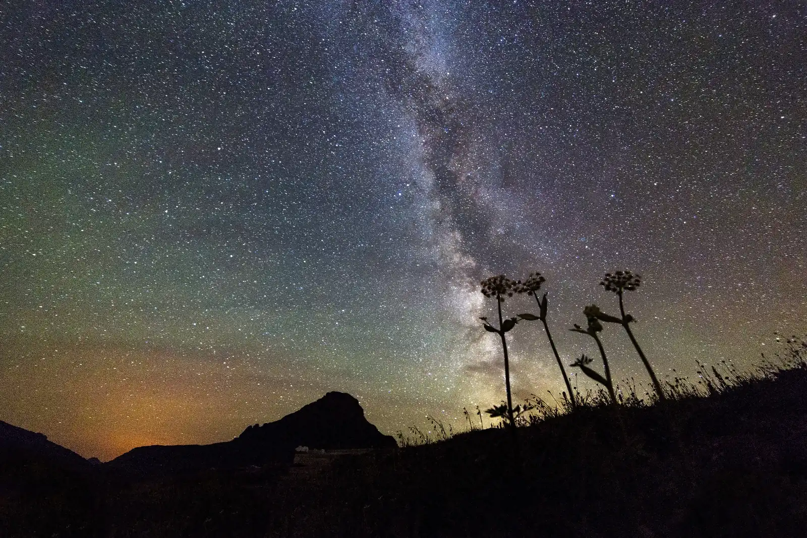 Wildflower stalks silhouetted under the Milky Way at dusk