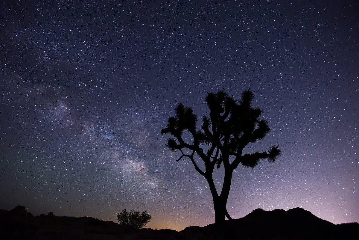 A lone Joshua tree against the Milky Way and violet horizon glow