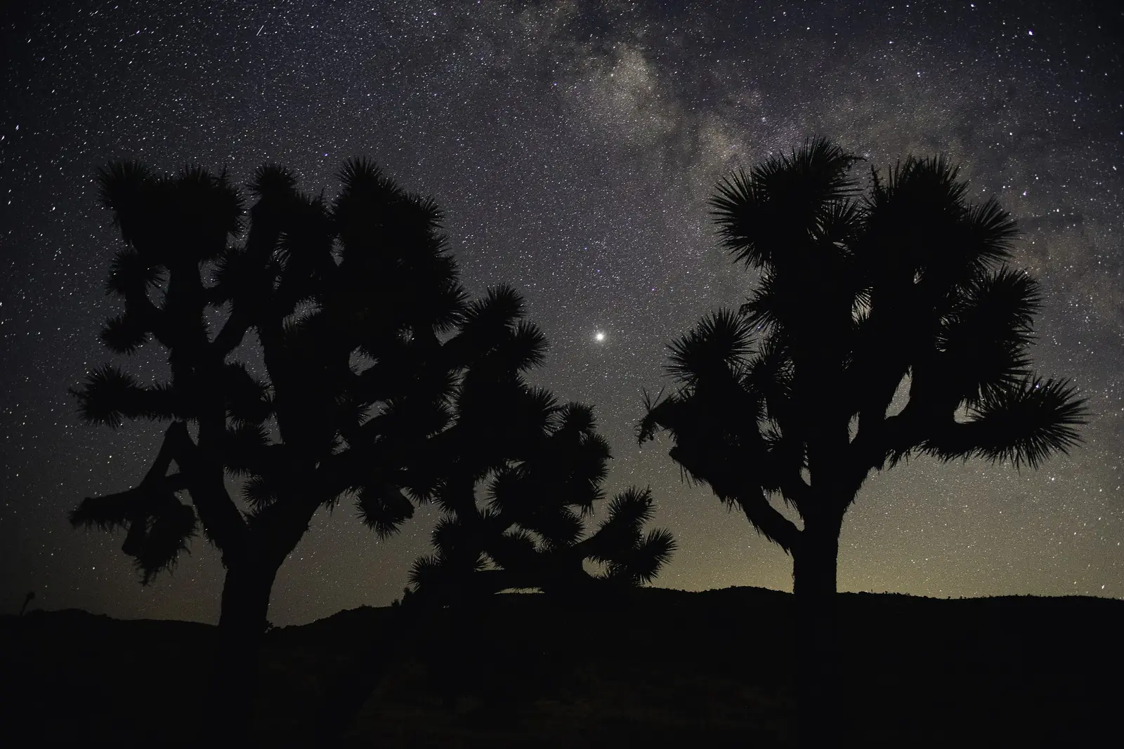 Two Joshua trees silhouetted under the Milky Way and bright Jupiter