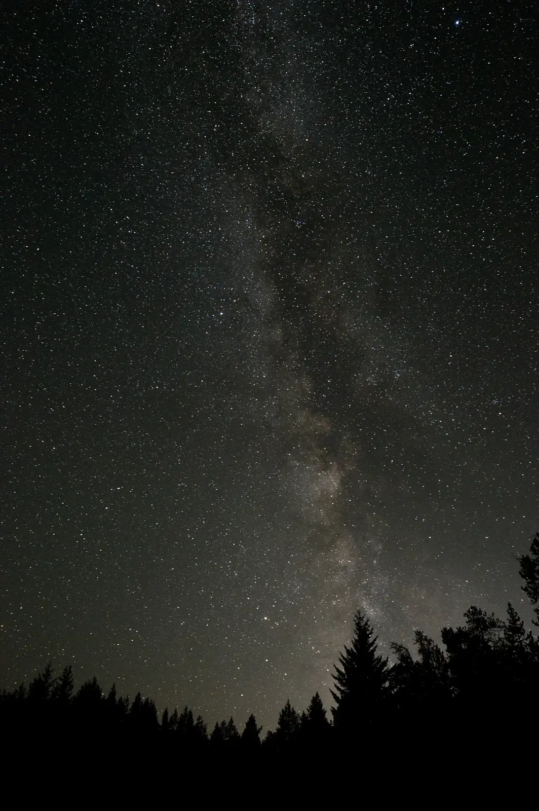 The Milky Way over a dark line of pines