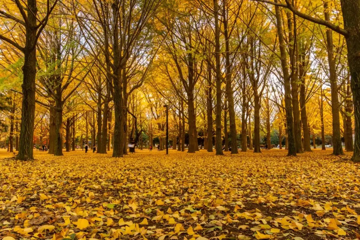 A golden forest carpeted with yellow leaves